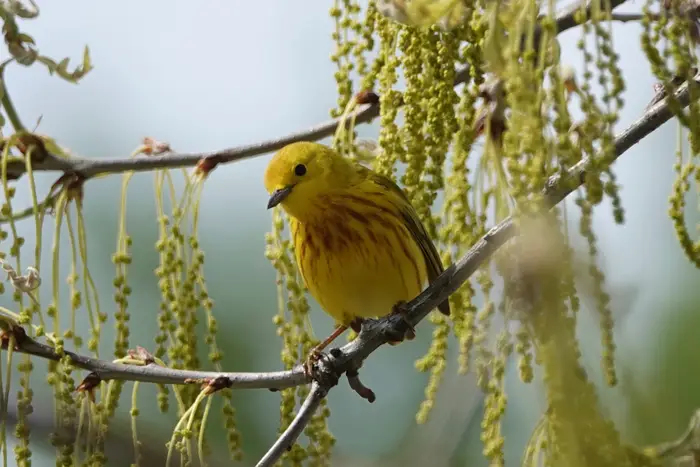 A yellow warbler in a tree
